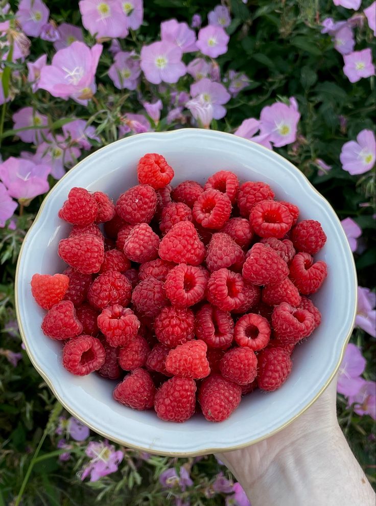 Sladké maliny: Drobný plod s obrovskou energií